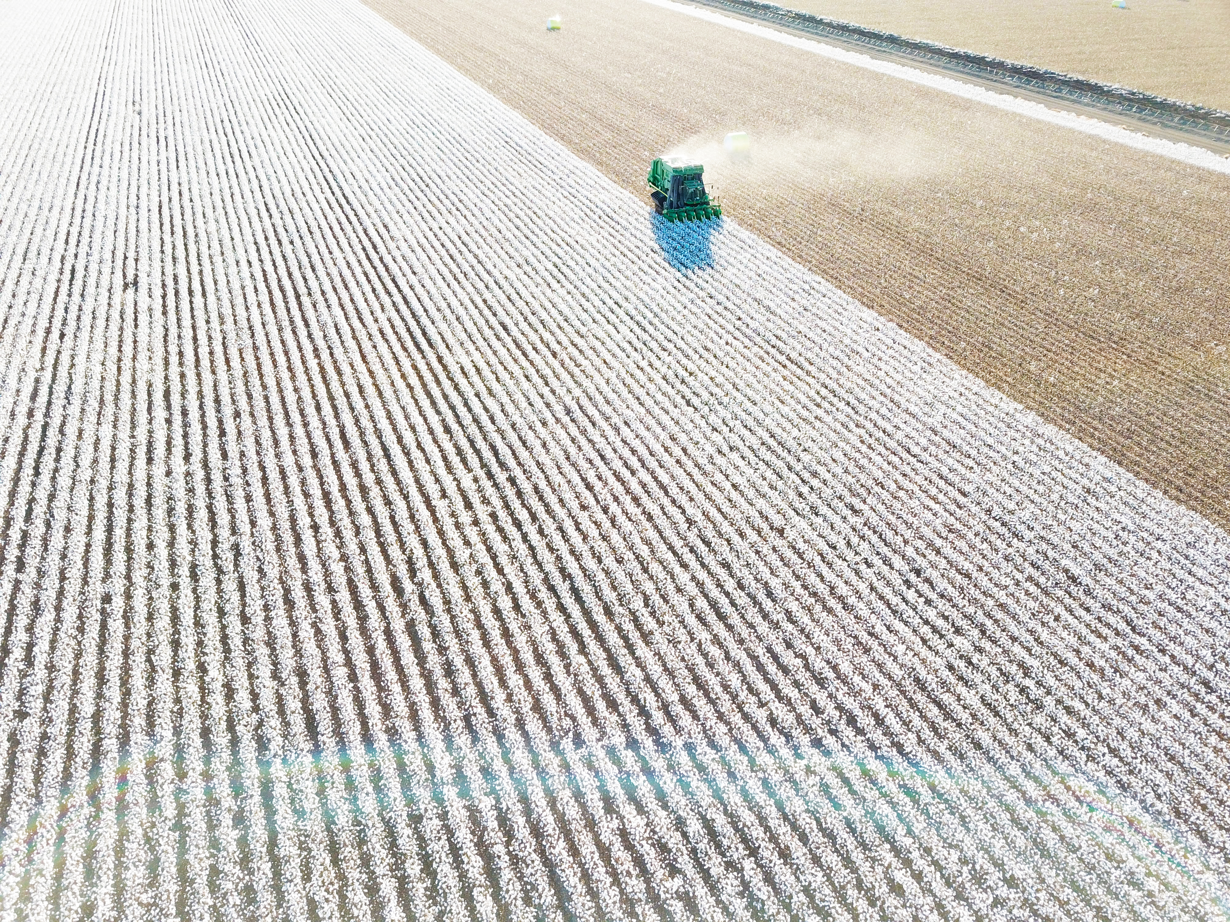 Cotton Fields
